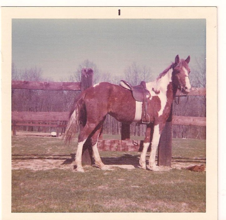 mustang horse facts. Today#39;s Horse Facts: My Second