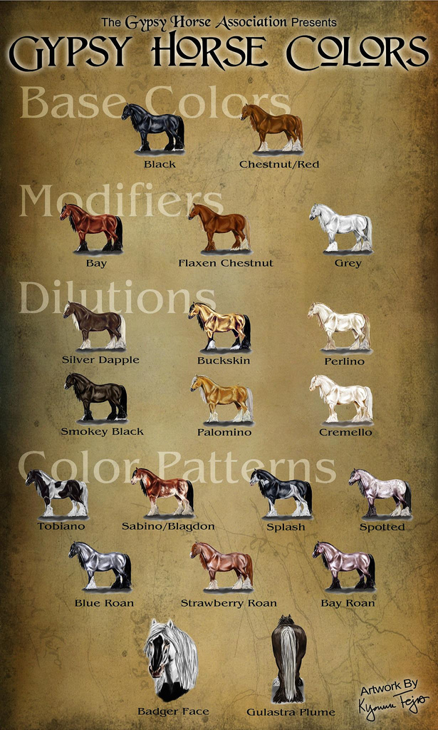 Rocky Mountain Horse Color Chart