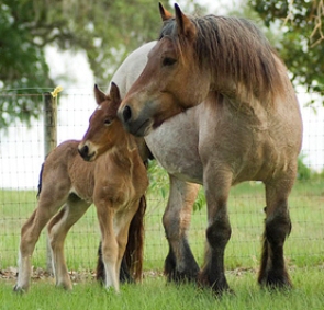 Ardennes Horse Breed: Facts, Lifespan & Cost - The Roping Pen